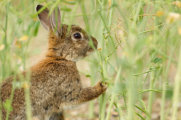 Wildkaninchen (Oryctolagus cuniculus)