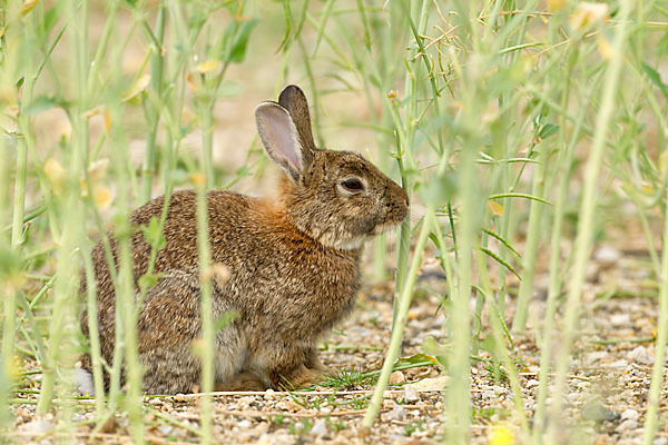 Wildkaninchen (Oryctolagus cuniculus)