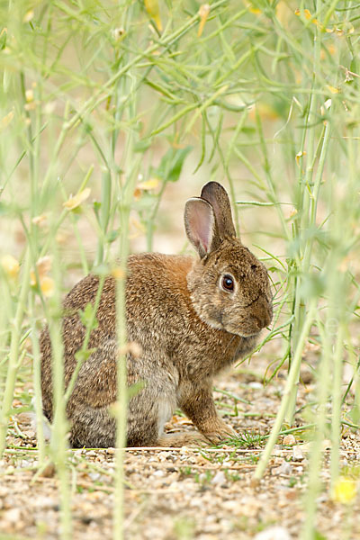 Wildkaninchen (Oryctolagus cuniculus)