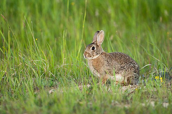 Wildkaninchen (Oryctolagus cuniculus)