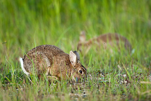 Wildkaninchen (Oryctolagus cuniculus)