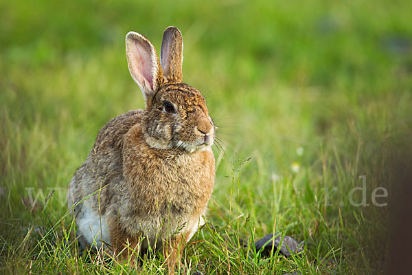 Wildkaninchen (Oryctolagus cuniculus)