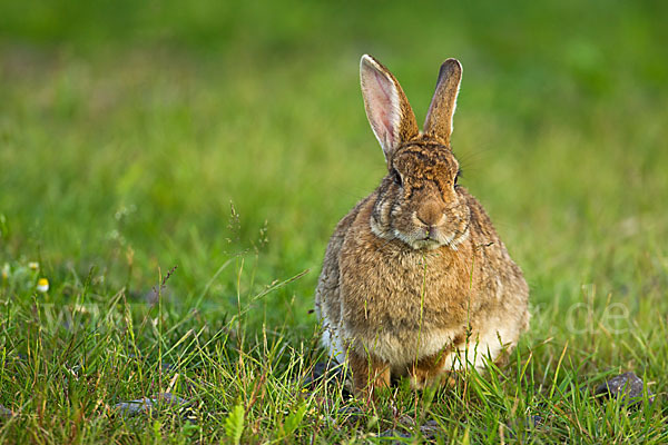 Wildkaninchen (Oryctolagus cuniculus)