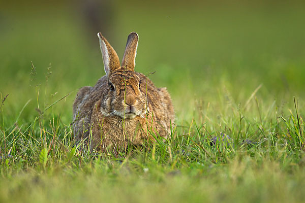 Wildkaninchen (Oryctolagus cuniculus)