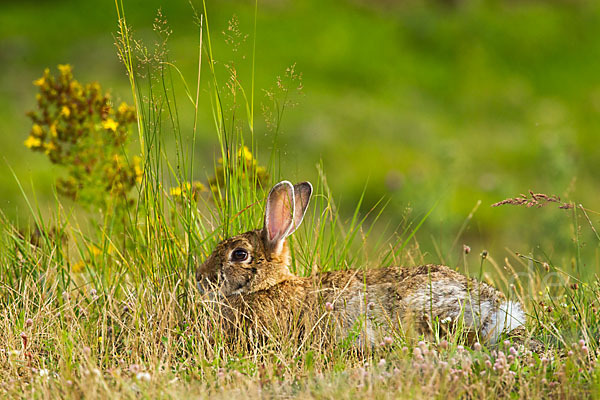 Wildkaninchen (Oryctolagus cuniculus)