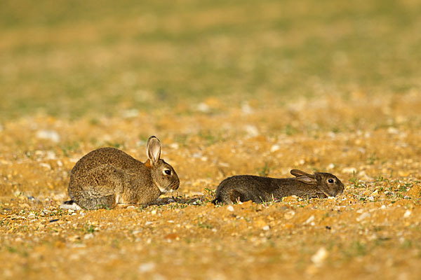 Wildkaninchen (Oryctolagus cuniculus)