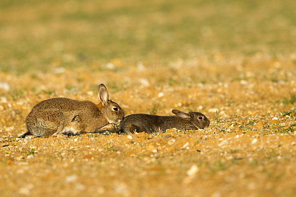 Wildkaninchen (Oryctolagus cuniculus)