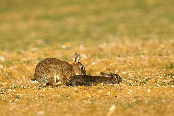 Wildkaninchen (Oryctolagus cuniculus)