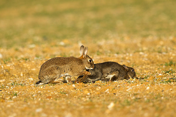 Wildkaninchen (Oryctolagus cuniculus)