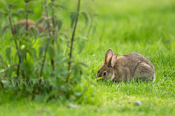 Wildkaninchen (Oryctolagus cuniculus)