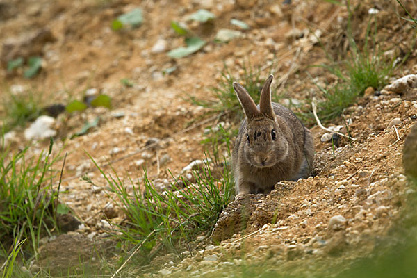 Wildkaninchen (Oryctolagus cuniculus)