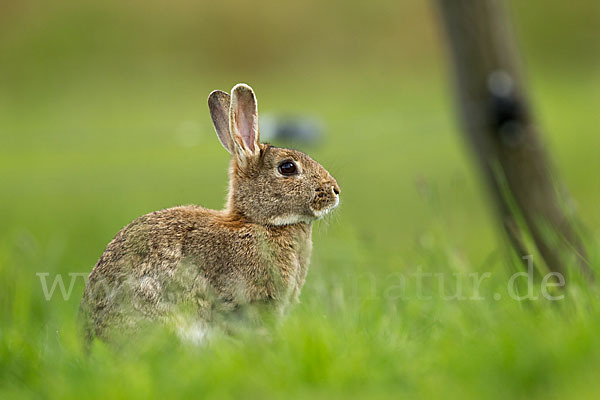 Wildkaninchen (Oryctolagus cuniculus)