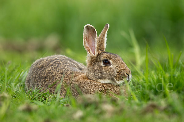 Wildkaninchen (Oryctolagus cuniculus)