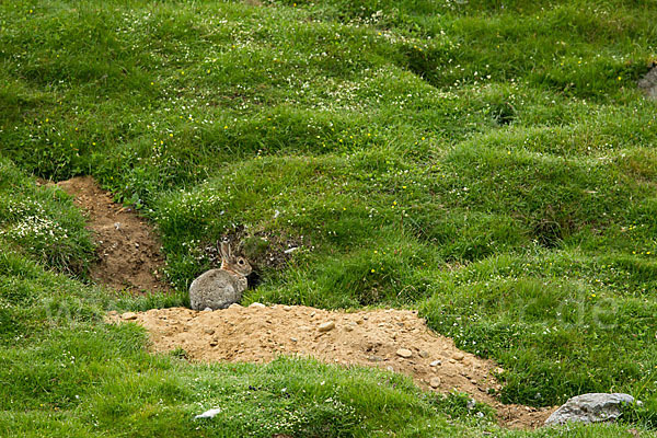 Wildkaninchen (Oryctolagus cuniculus)