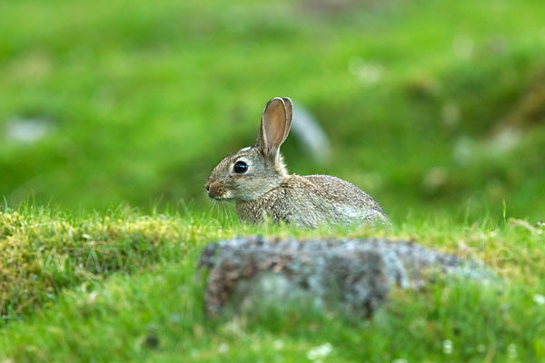 Wildkaninchen (Oryctolagus cuniculus)