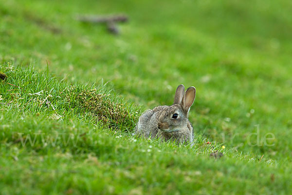 Wildkaninchen (Oryctolagus cuniculus)