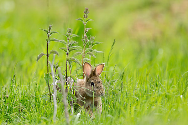 Wildkaninchen (Oryctolagus cuniculus)