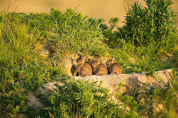 Wildkaninchen (Oryctolagus cuniculus)