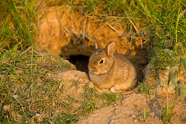 Wildkaninchen (Oryctolagus cuniculus)