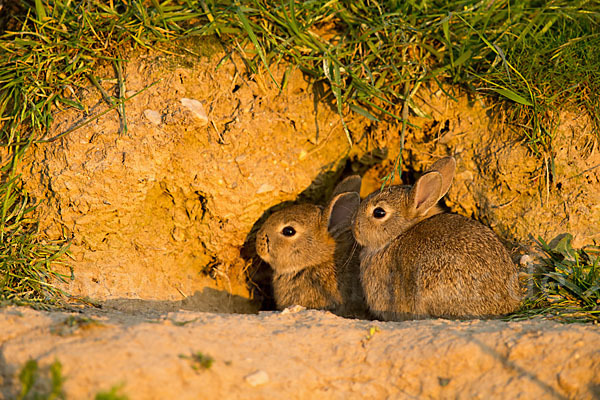 Wildkaninchen (Oryctolagus cuniculus)