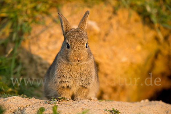 Wildkaninchen (Oryctolagus cuniculus)