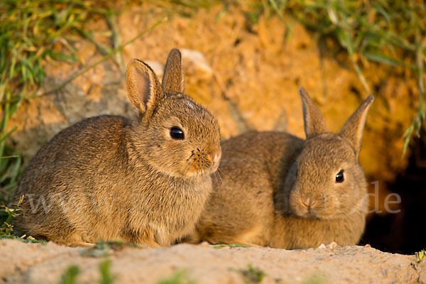 Wildkaninchen (Oryctolagus cuniculus)