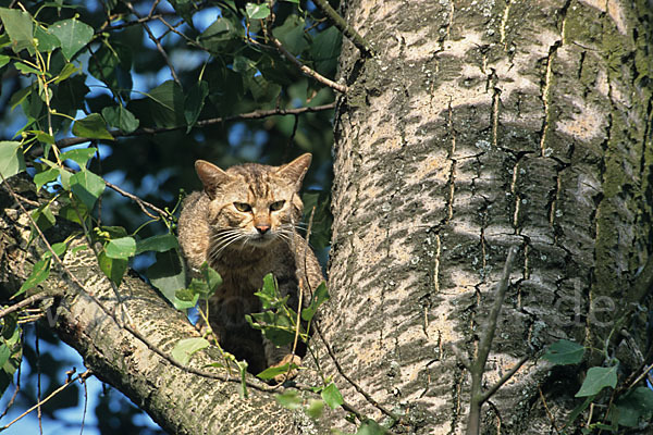 Wildkatze (Felis silvestris)