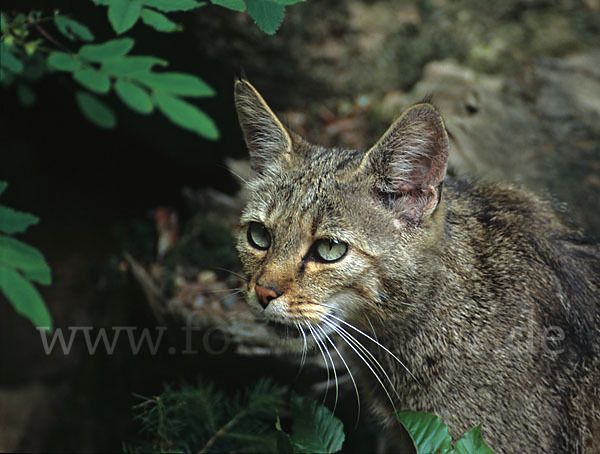 Wildkatze (Felis silvestris)