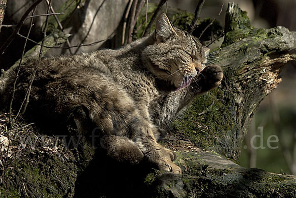 Wildkatze (Felis silvestris)