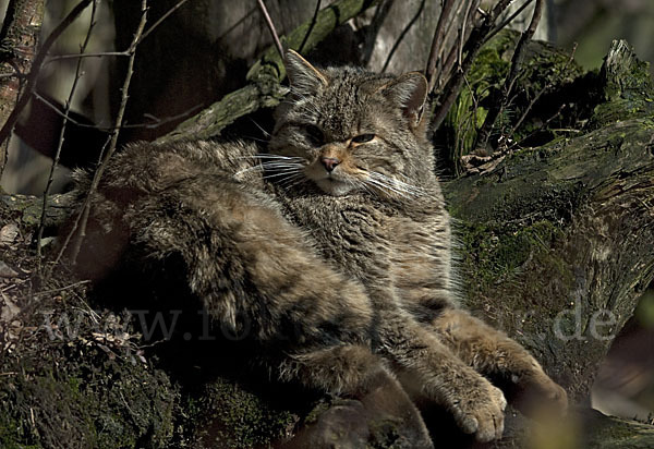 Wildkatze (Felis silvestris)