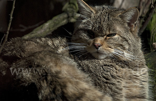 Wildkatze (Felis silvestris)