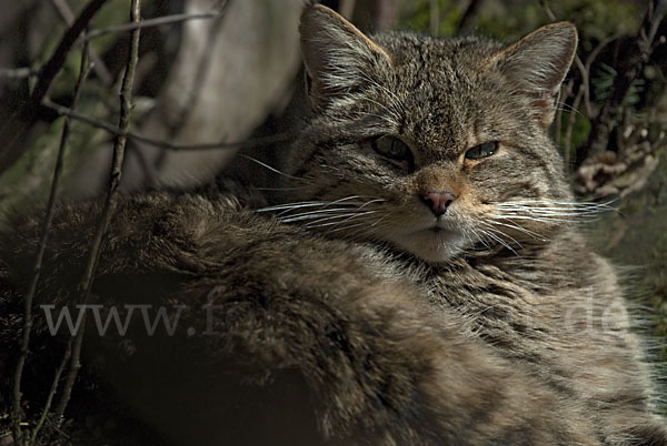 Wildkatze (Felis silvestris)