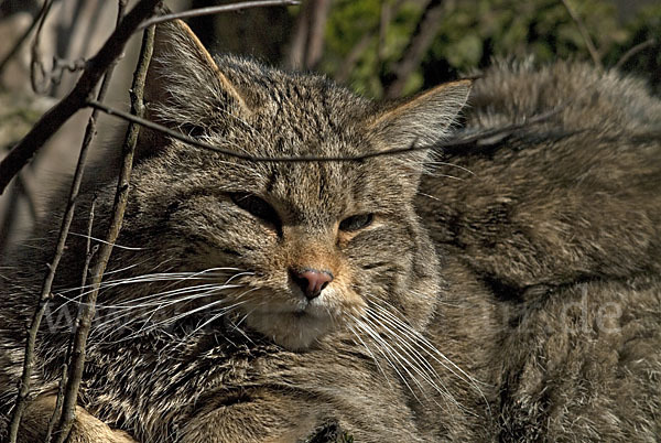 Wildkatze (Felis silvestris)