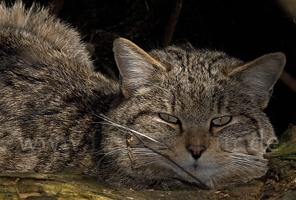 Wildkatze (Felis silvestris)