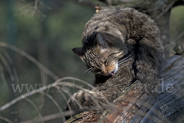 Wildkatze (Felis silvestris)