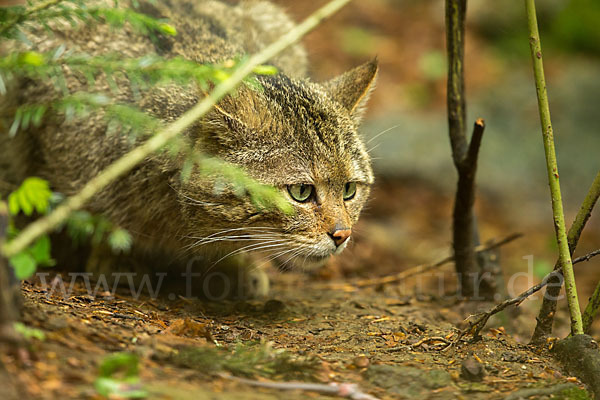 Wildkatze (Felis silvestris)