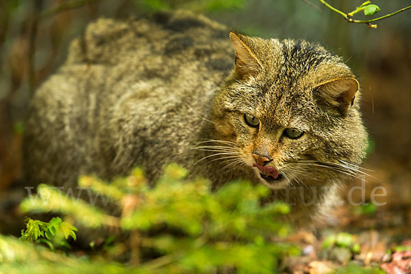 Wildkatze (Felis silvestris)