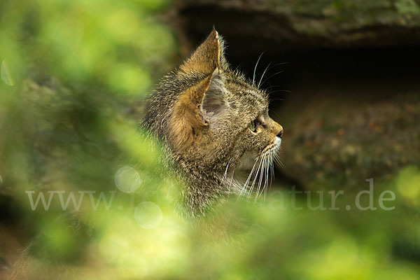 Wildkatze (Felis silvestris)