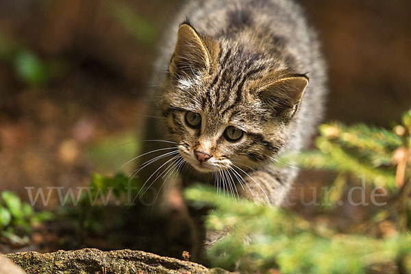 Wildkatze (Felis silvestris)