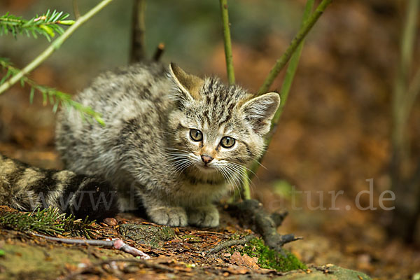 Wildkatze (Felis silvestris)