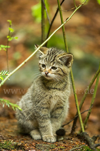 Wildkatze (Felis silvestris)