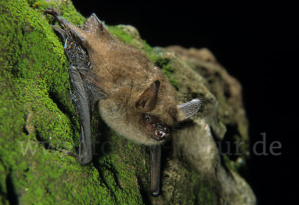 Wimperfledermaus (Myotis emarginatus)