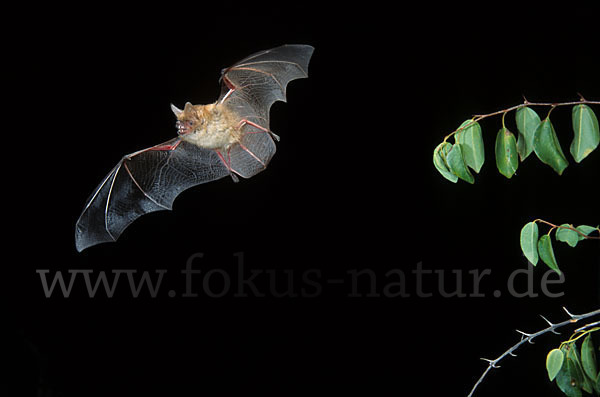 Wimperfledermaus (Myotis emarginatus)