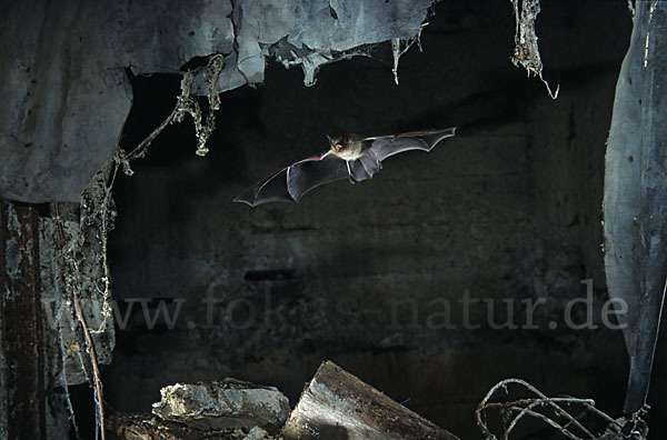 Wimperfledermaus (Myotis emarginatus)