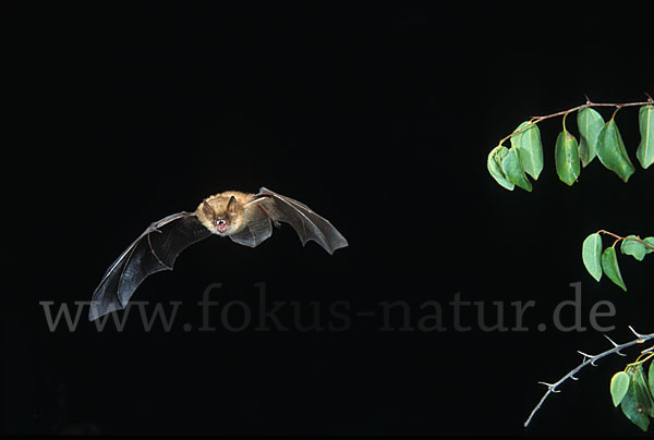 Wimperfledermaus (Myotis emarginatus)