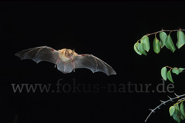 Wimperfledermaus (Myotis emarginatus)