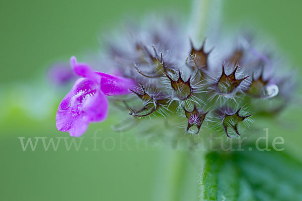 Wirbeldost (Clinopodium vulgare)