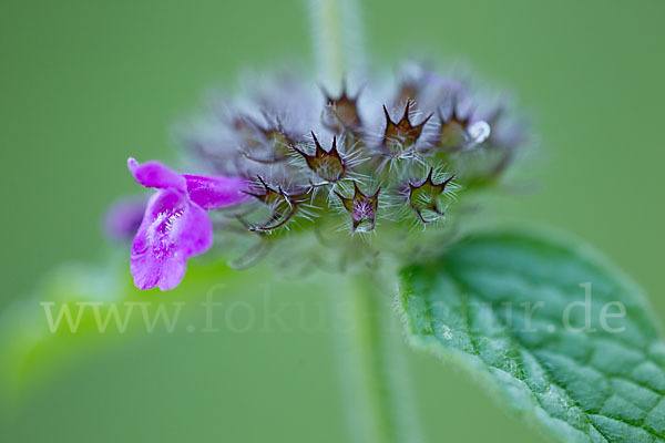 Wirbeldost (Clinopodium vulgare)