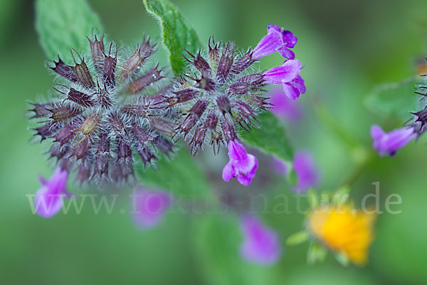 Wirbeldost (Clinopodium vulgare)