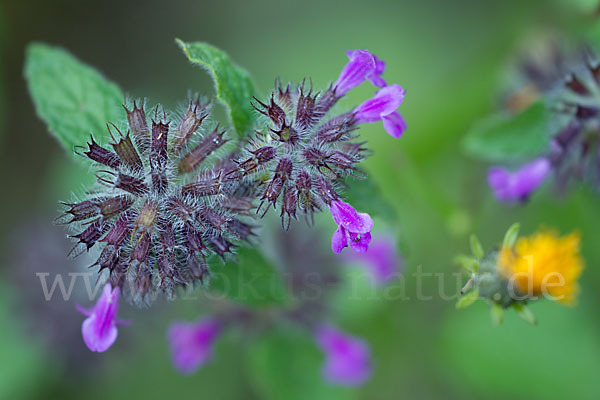 Wirbeldost (Clinopodium vulgare)